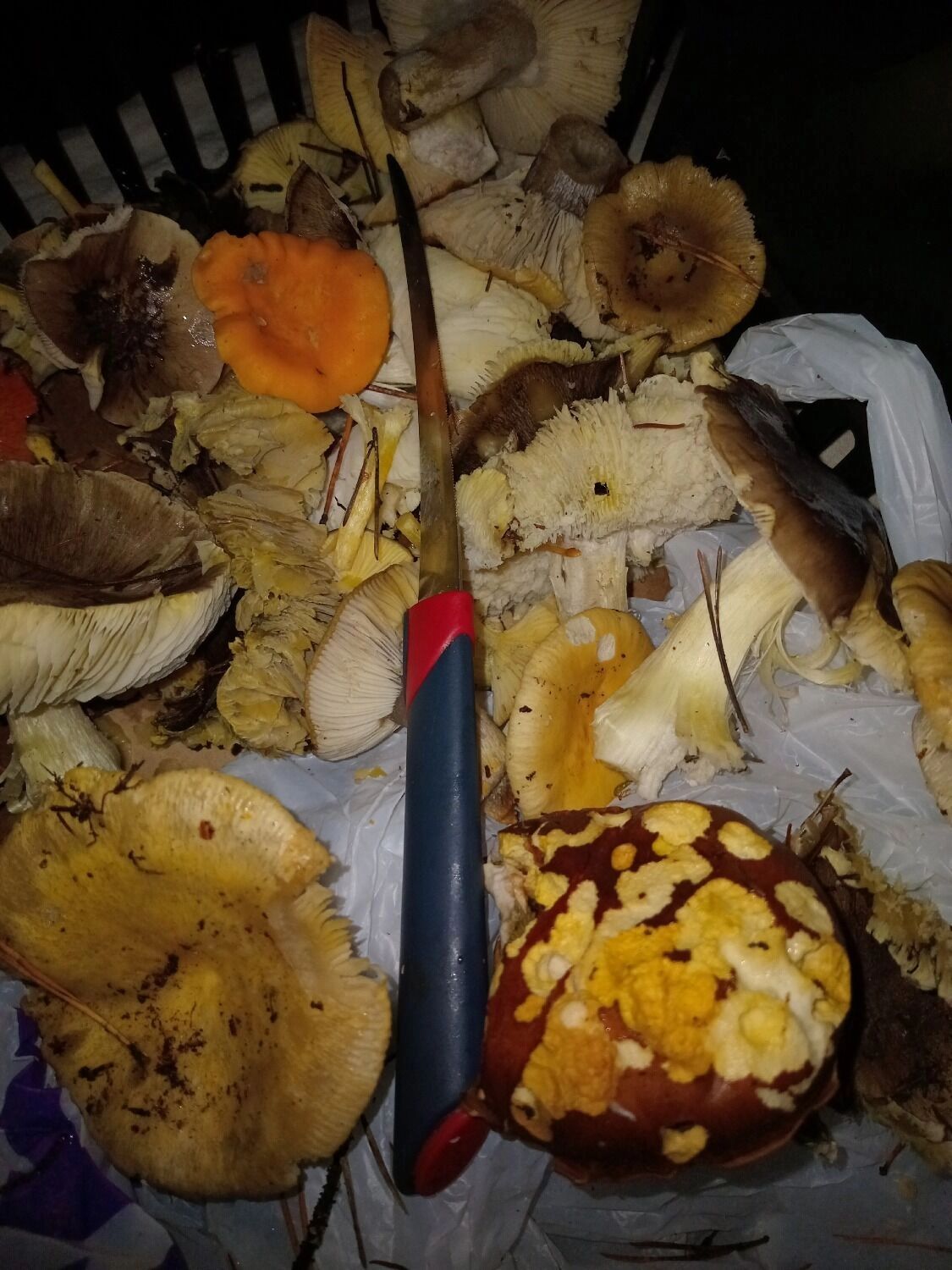 Грибы, собранные в Городецком районе в конце октября