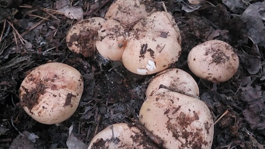 Грибы в Илекском районе 