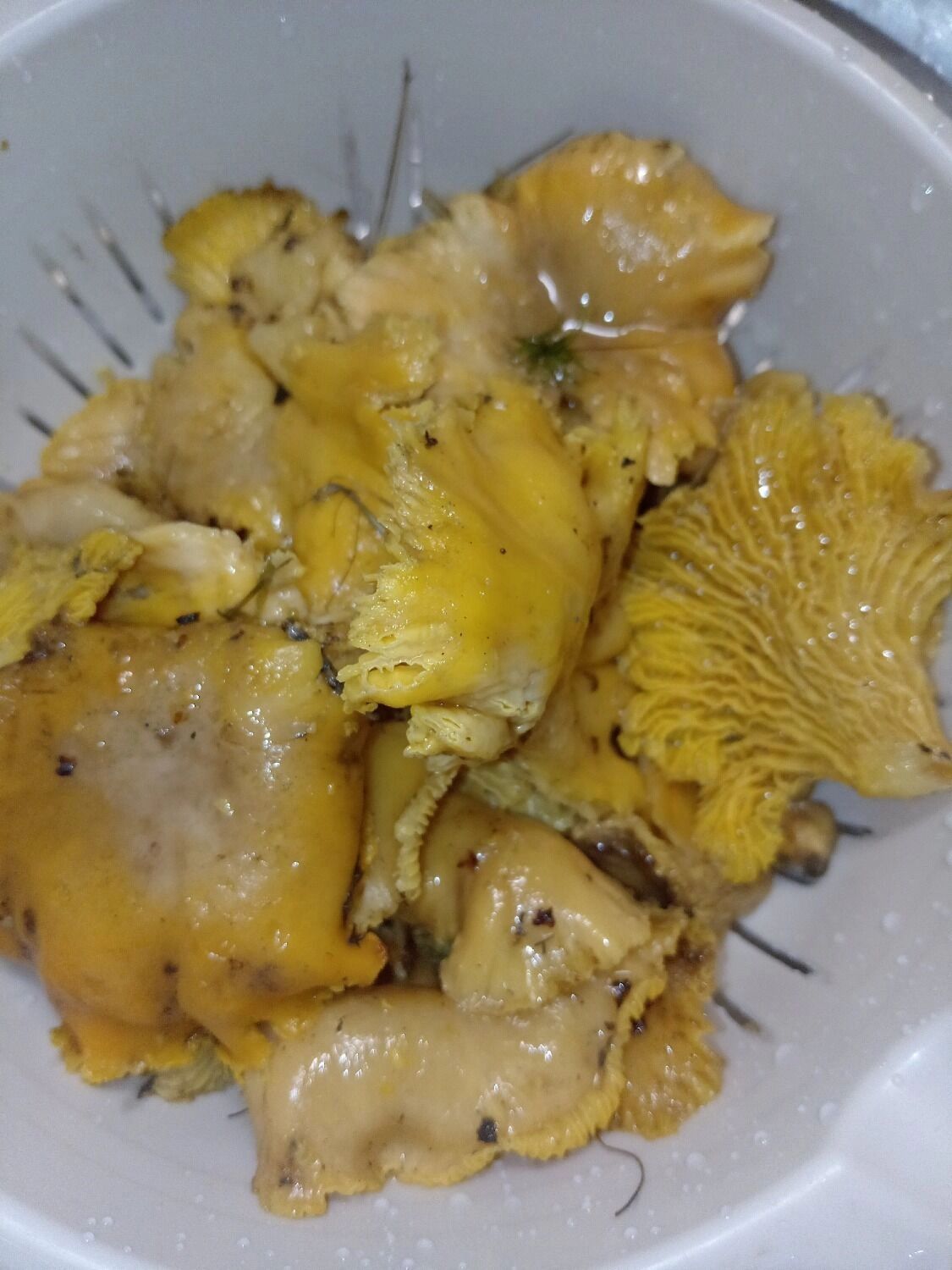 Лисички из Вачского округа