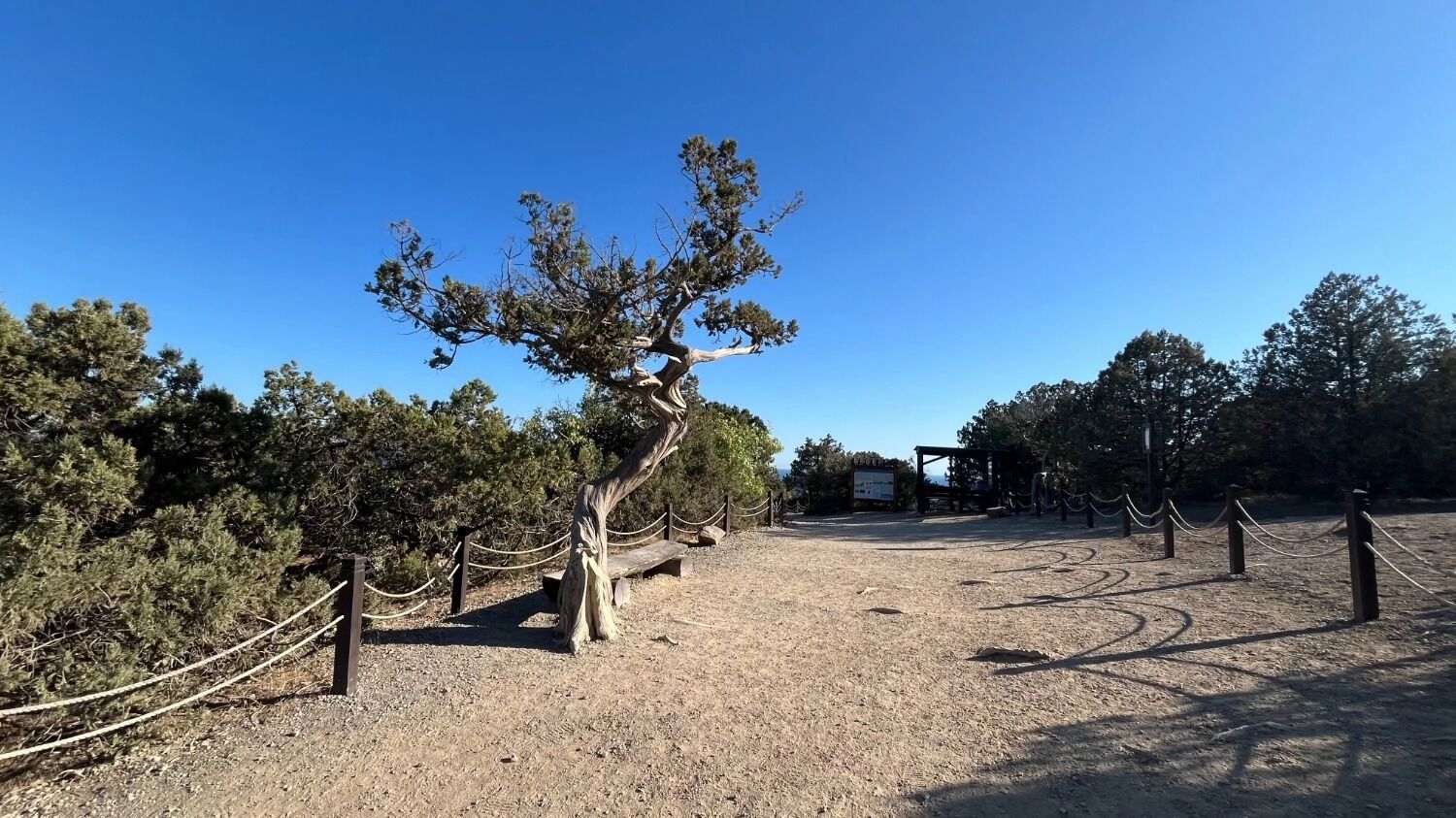 Можжевеловая роща в&nbsp;начале тропы Галицина