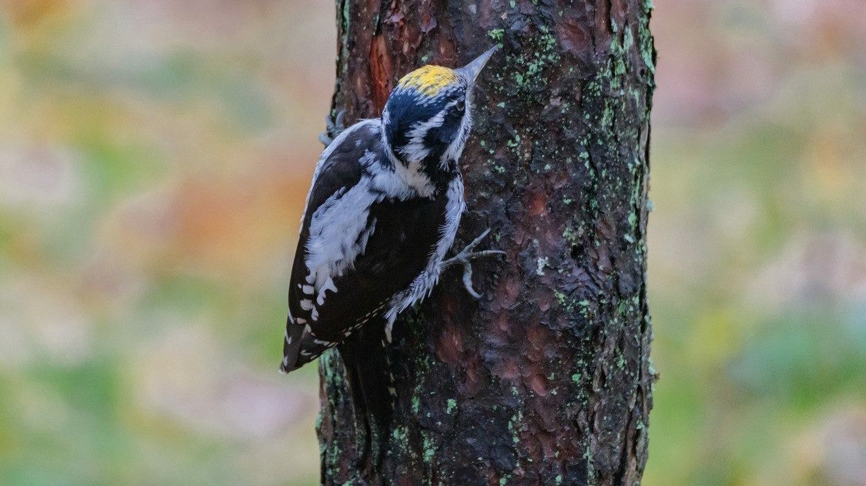 В Петербурге запечатлели редкого трехпалого дятла (фото)