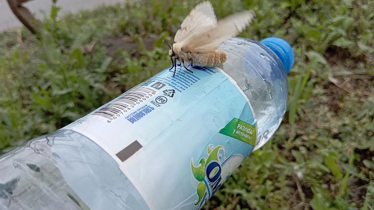 Красивый белый мотылек, очень большой
