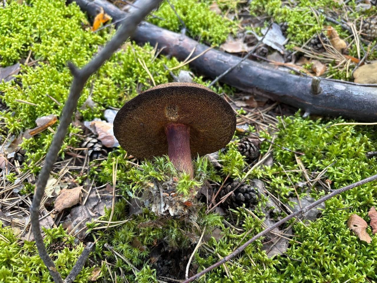 Почти все хорошие грибы уже срезаны