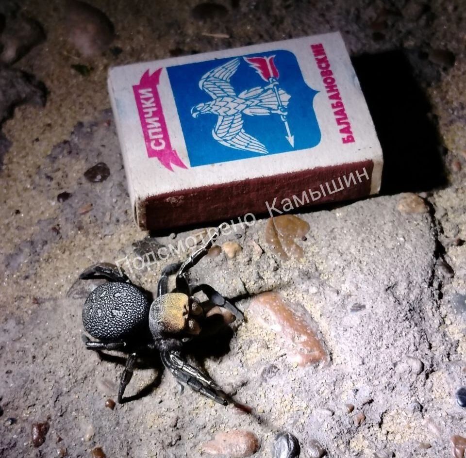 Эрезус черный