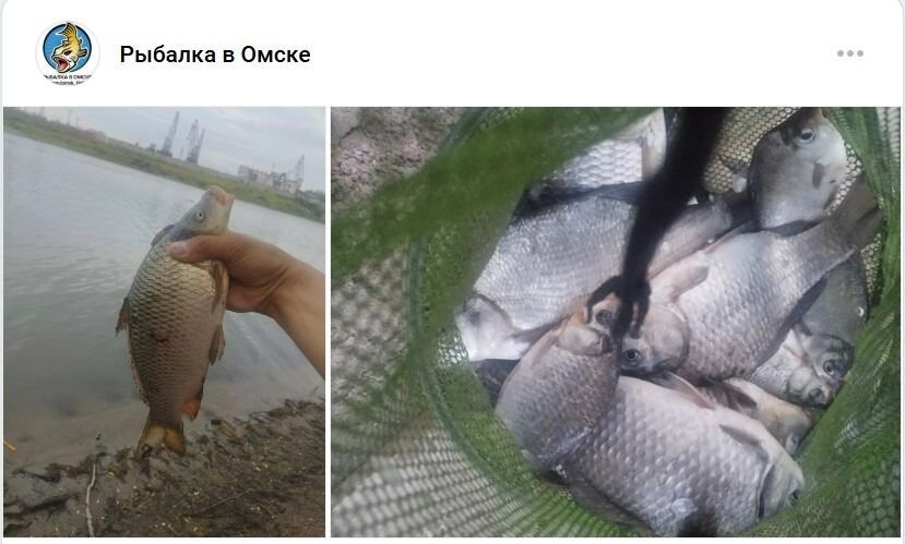 Омич поймал большого карпа в затоне