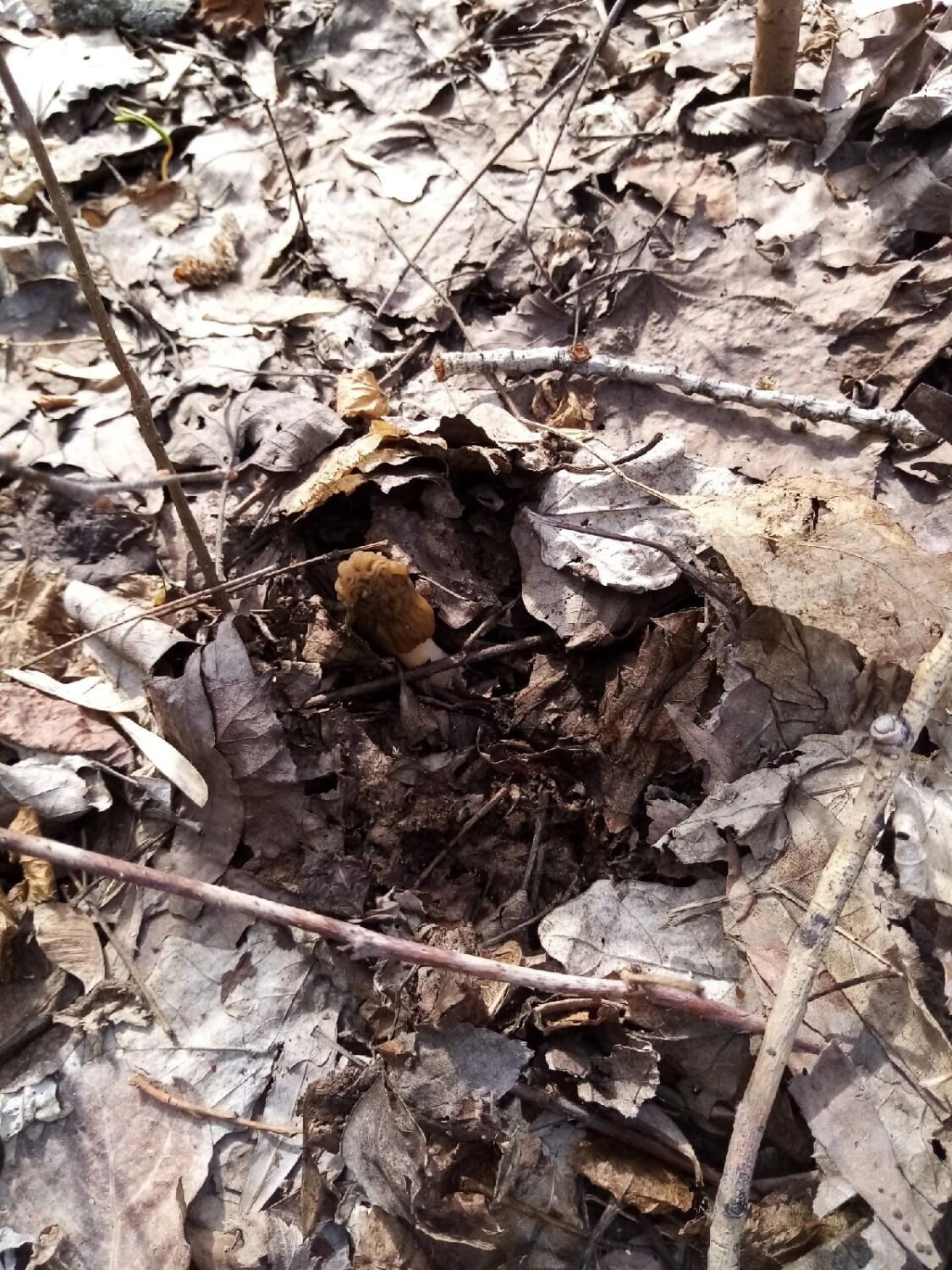 Оренбуржцам рассказали, какие грибы можно собрать в лесах в мае