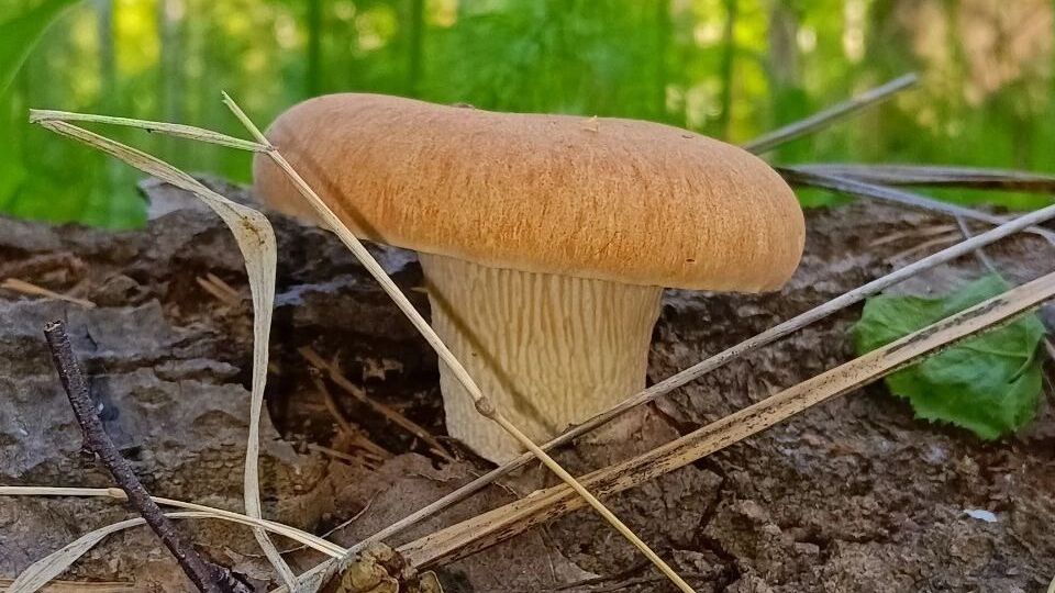 Пилолистник бокаловидный