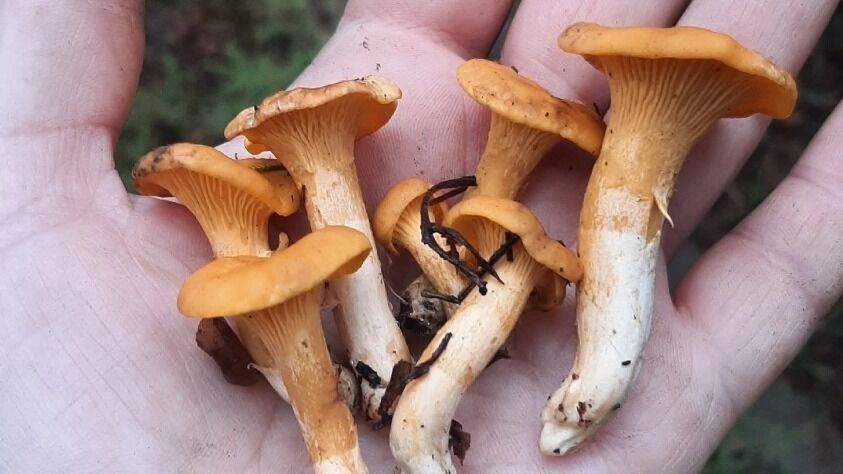 Ноябрьские грибы в Нижегородской области