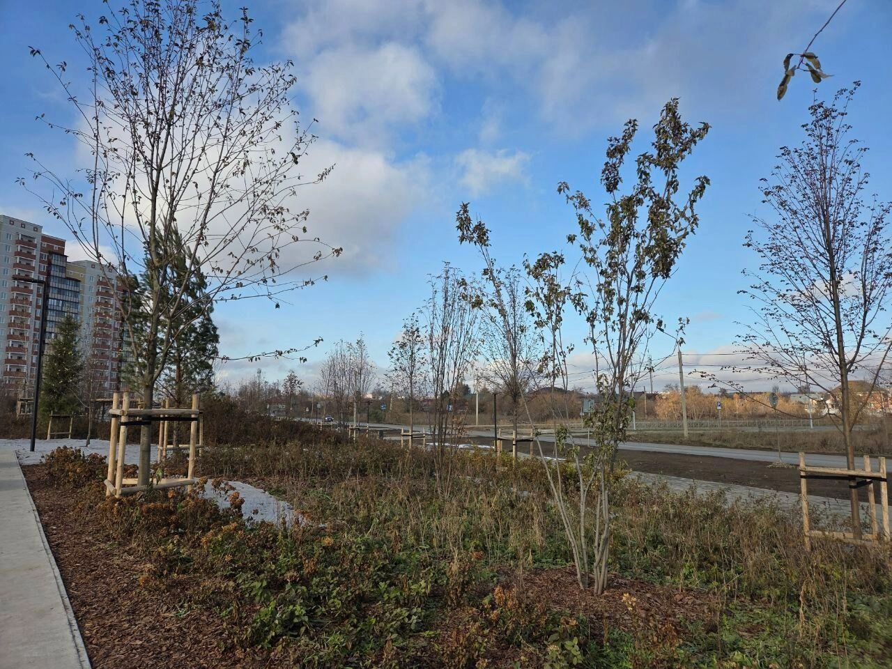 Высаженные деревья защитили специальными ограждениями