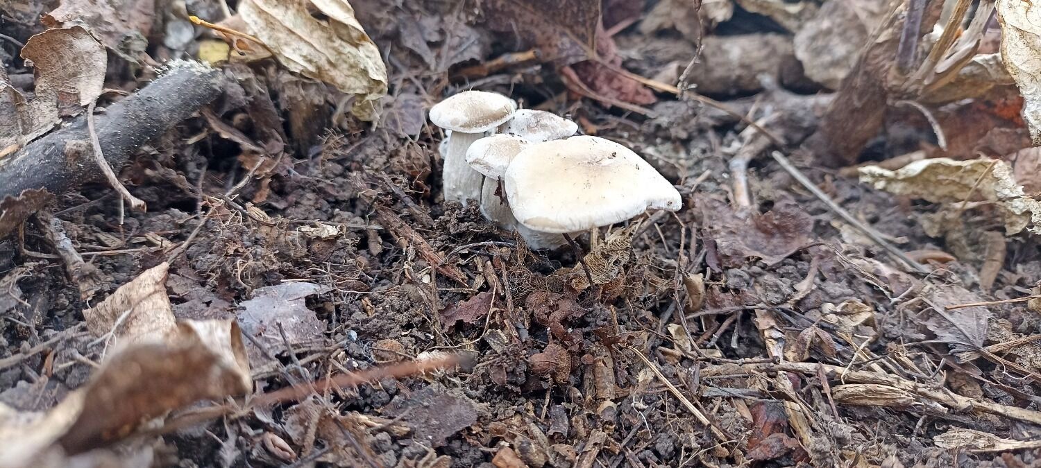 Что находят в лесах Оренбуржья грибники