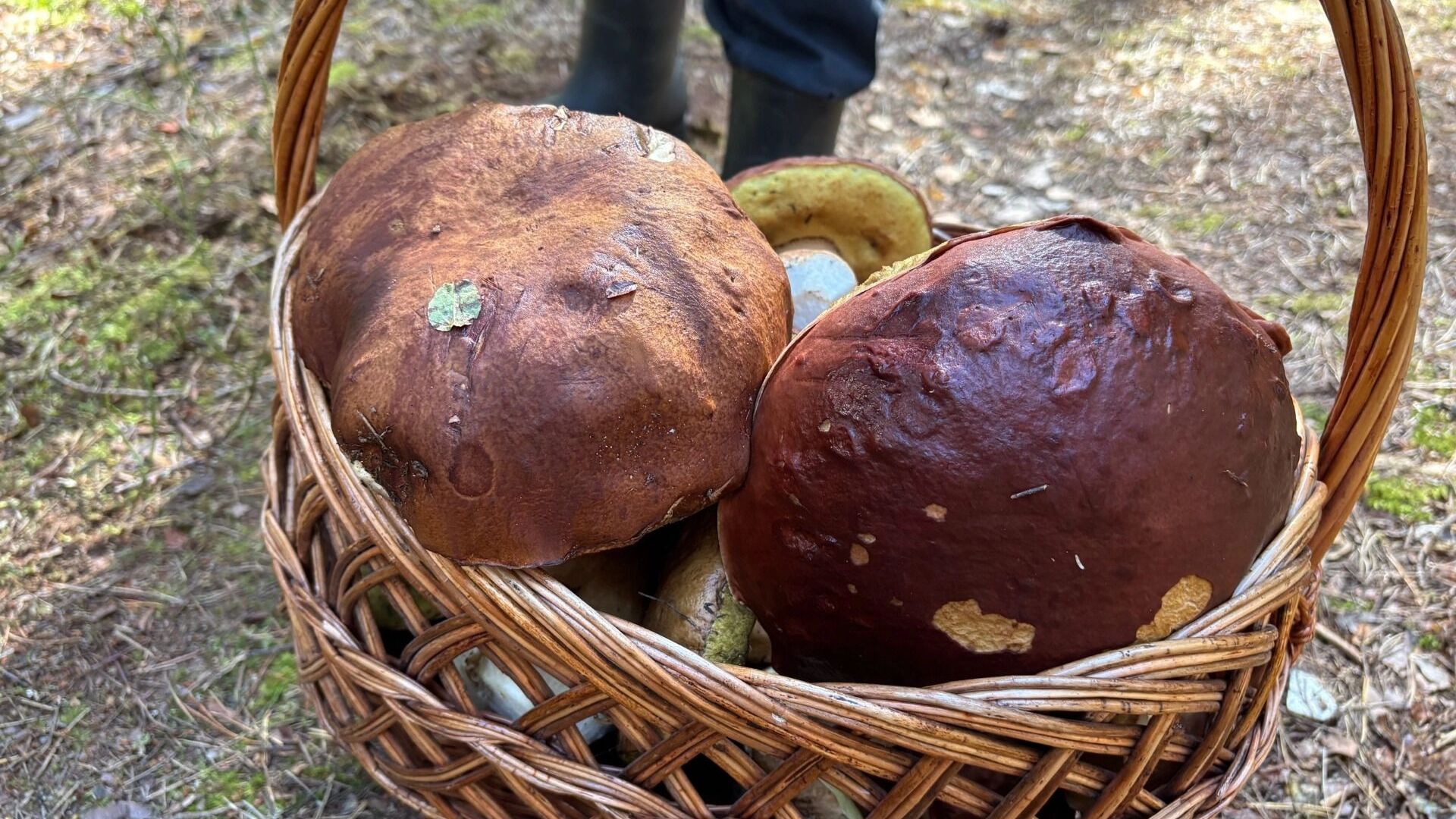 Какие грибы собирают поздней осенью в Нижегородской области