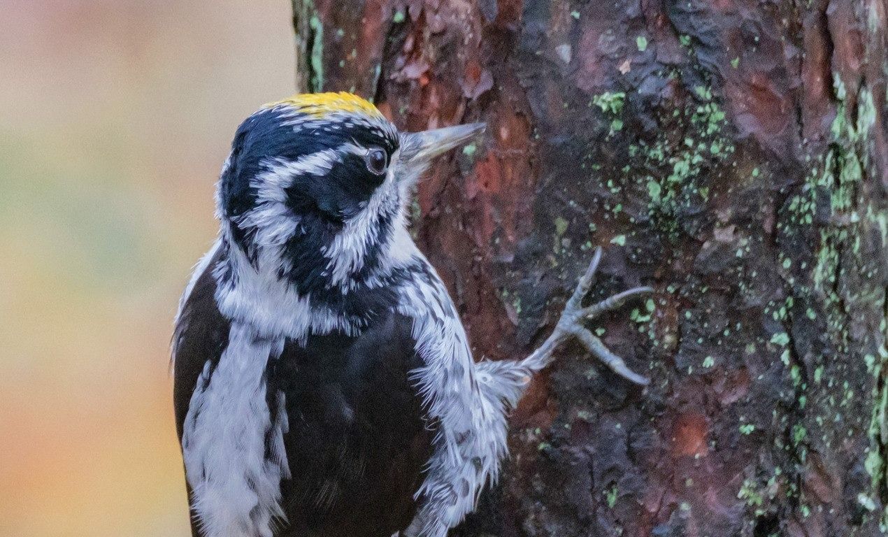 В Петербурге запечатлели редкого трехпалого дятла (фото)