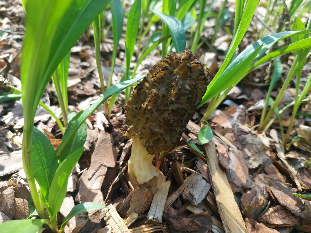 Грибы в парке Ленина