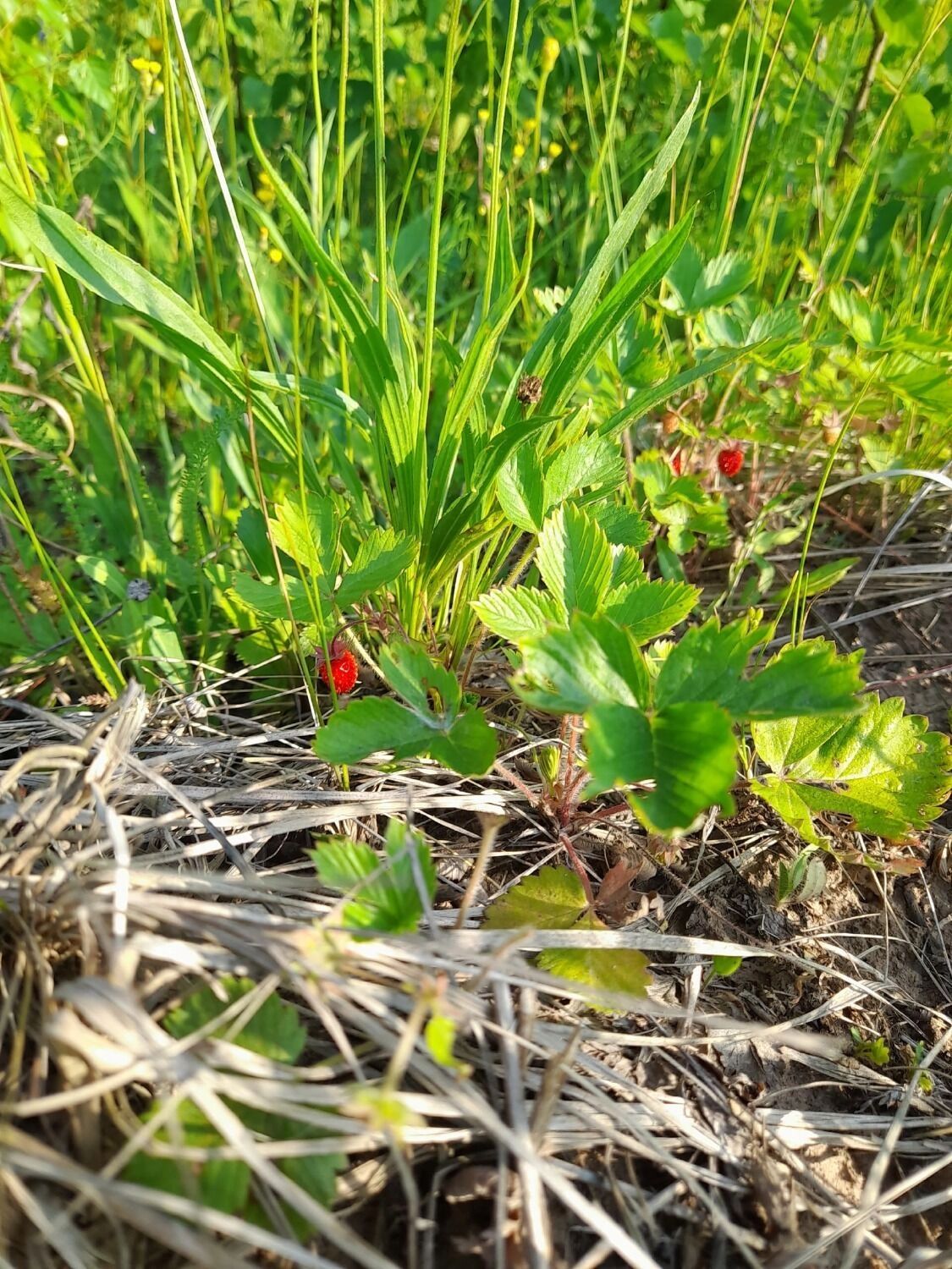 Земляника созрела в Воротынском районе