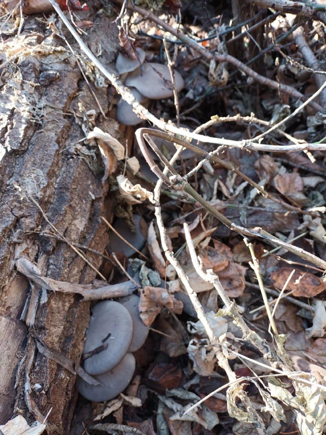 В Оренбургском районе собирают вешенки