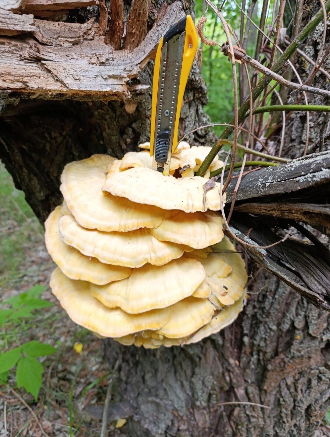 Трутовик из Нижегородской области