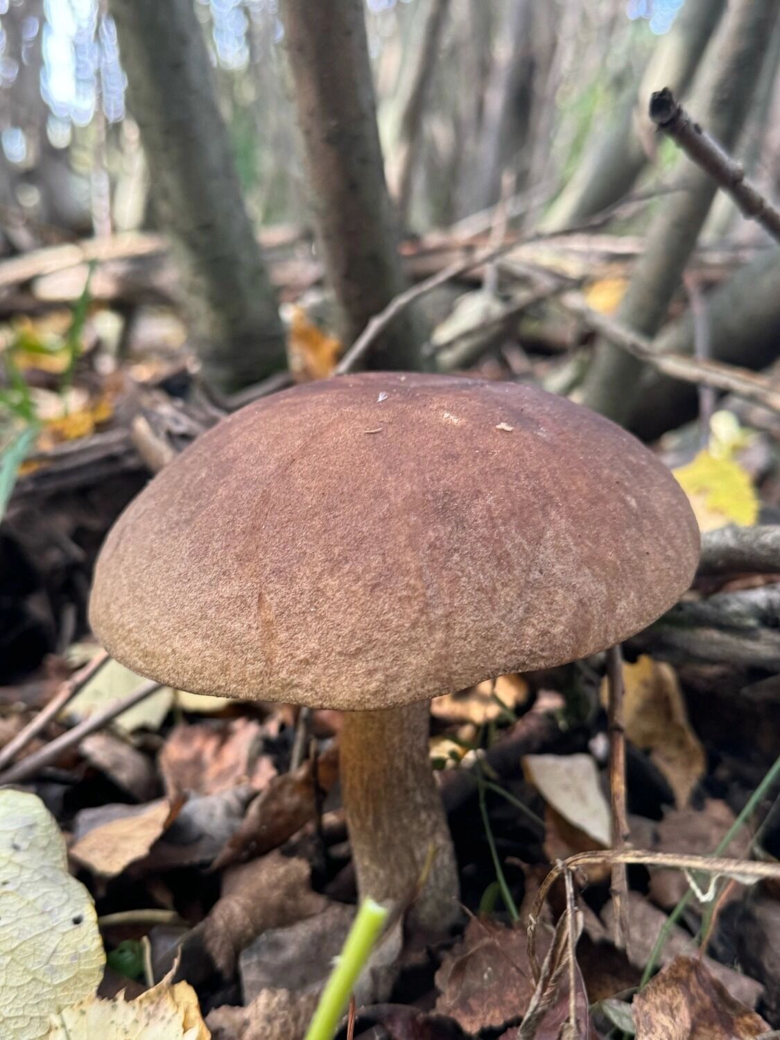 Компанию белым и подосиновикам составил подберезовик