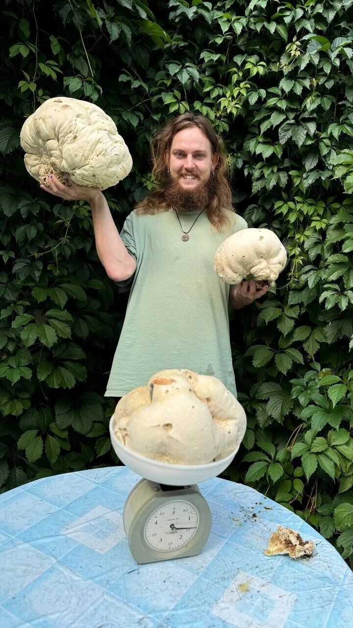 Гигантский гриб-головач в Нижегородской области