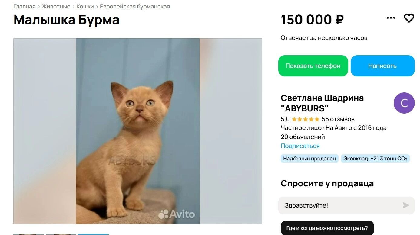 Рыжая европейская бурма за 150 тысяч