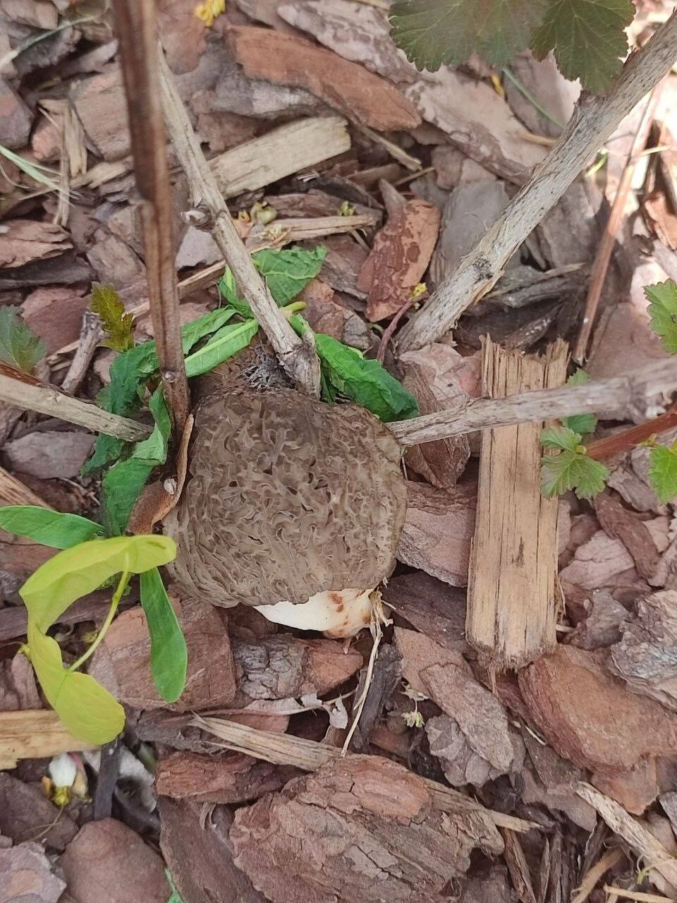 Найденные в Центральном парке грибы