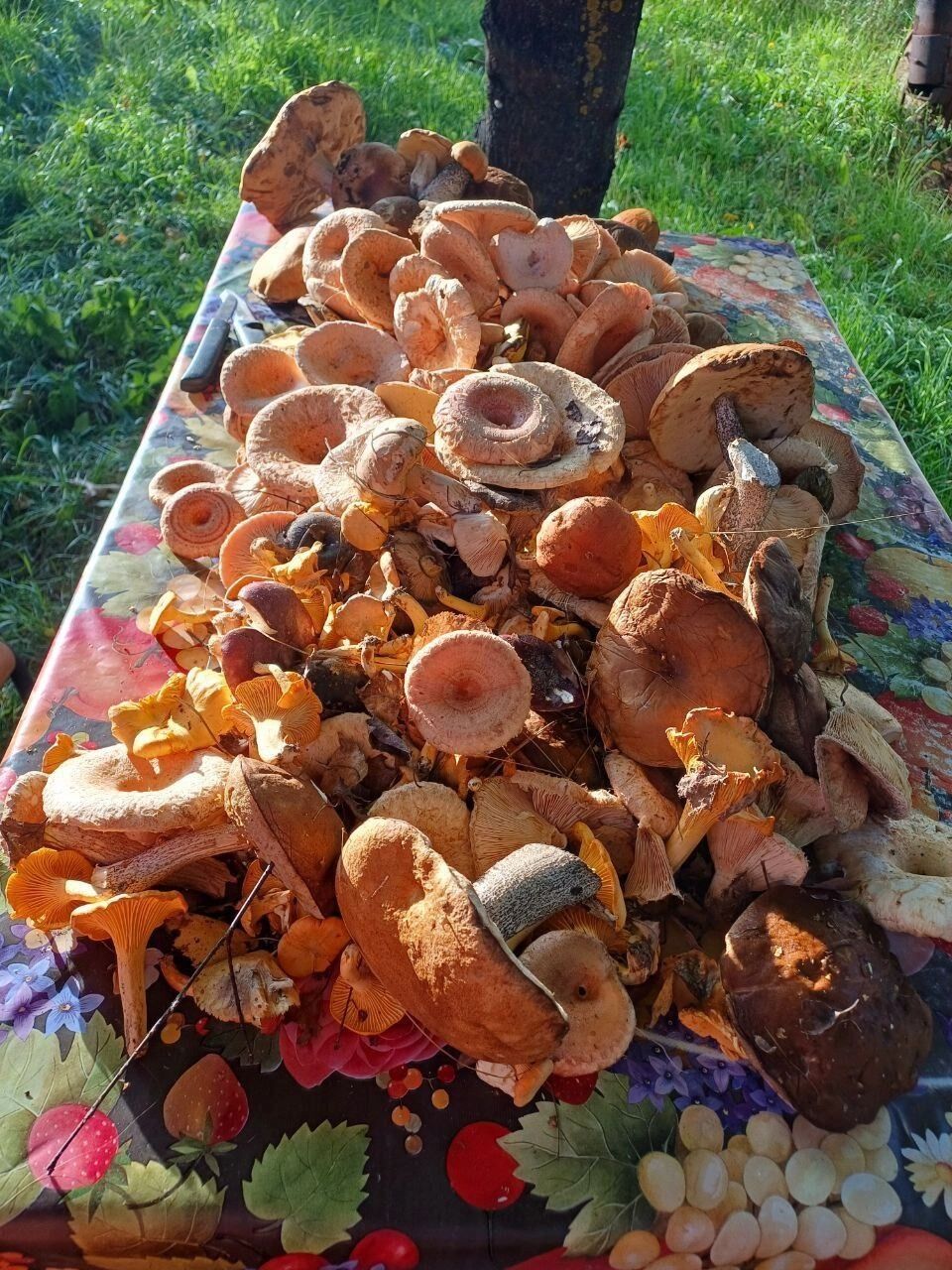 Волнушки, собранные в Нижегородской области в середине сентября 2025 года