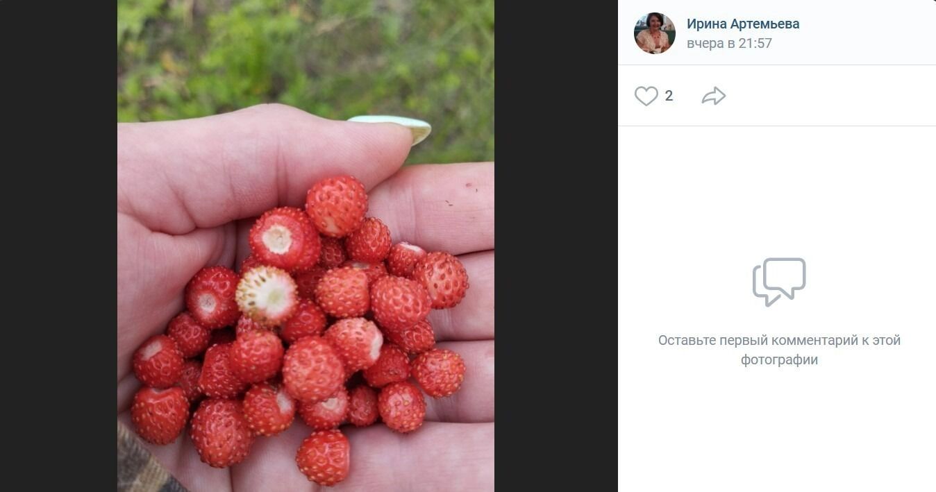 Ягодный и грибной улов в районе поселка Конезаводский