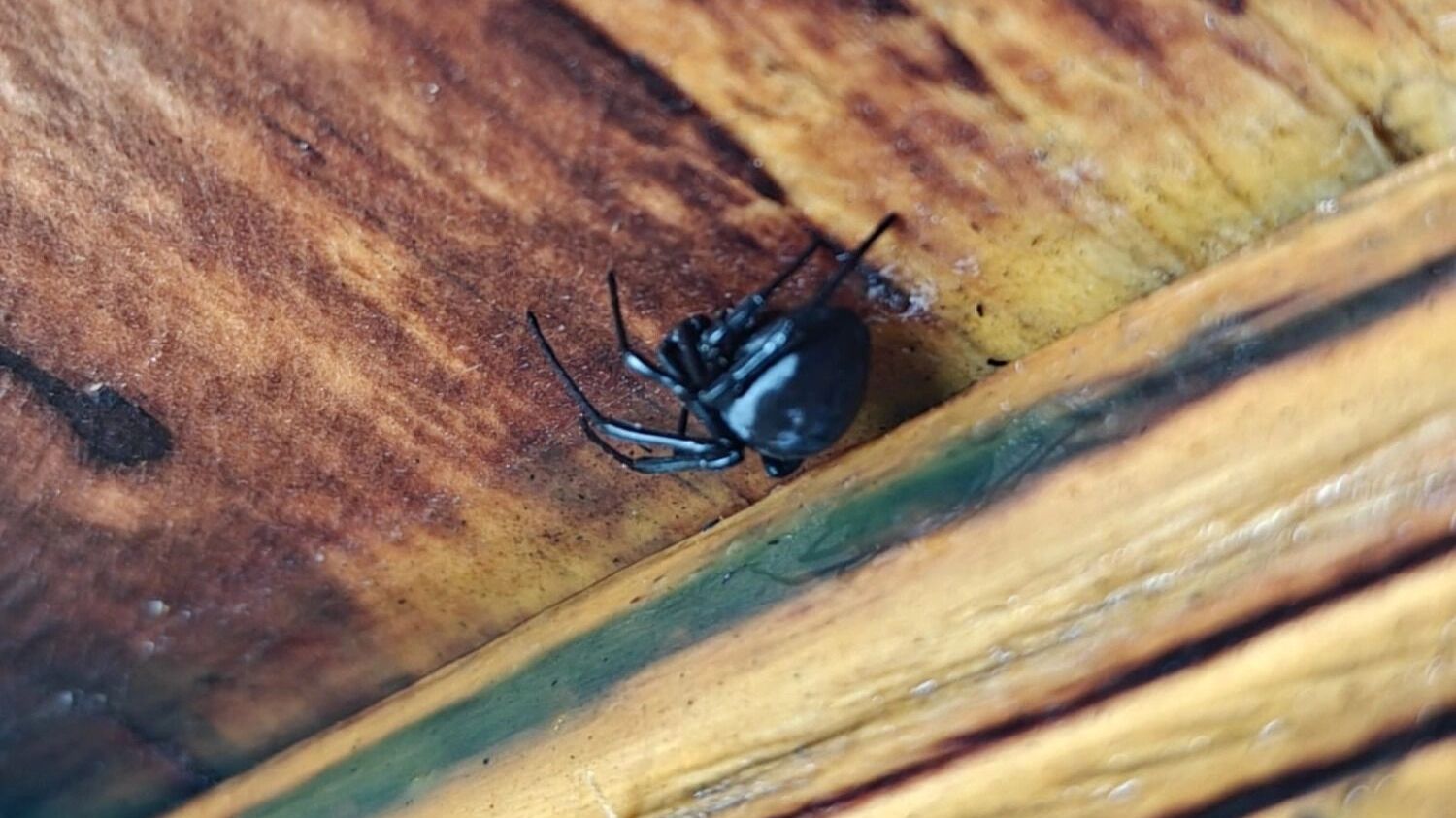 Самка каракурта