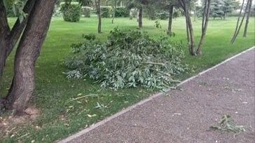Ветки валялись на дороге, на пешеходных дорожках и на газоне