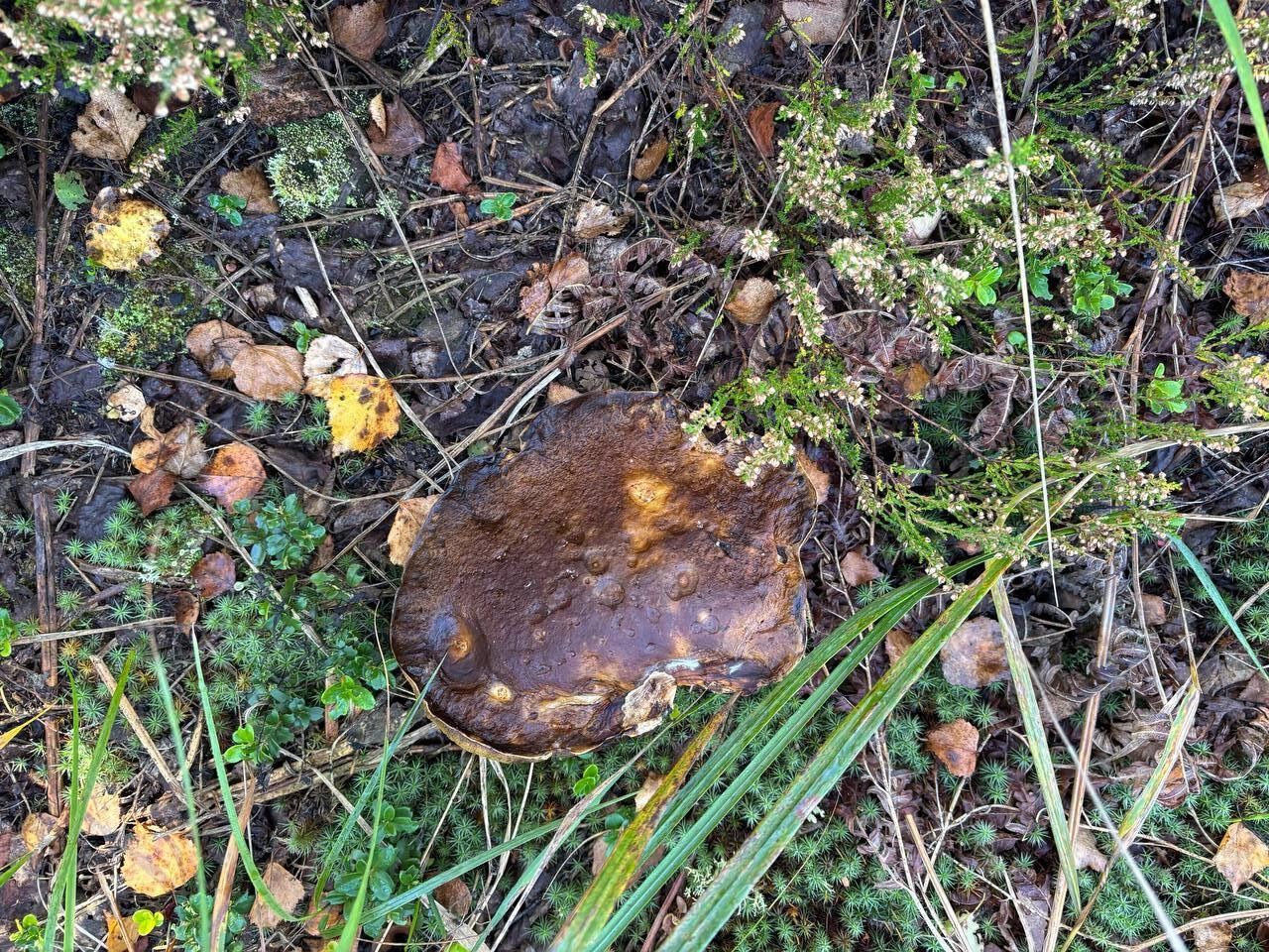 В лесу много червивых и гнилых грибов