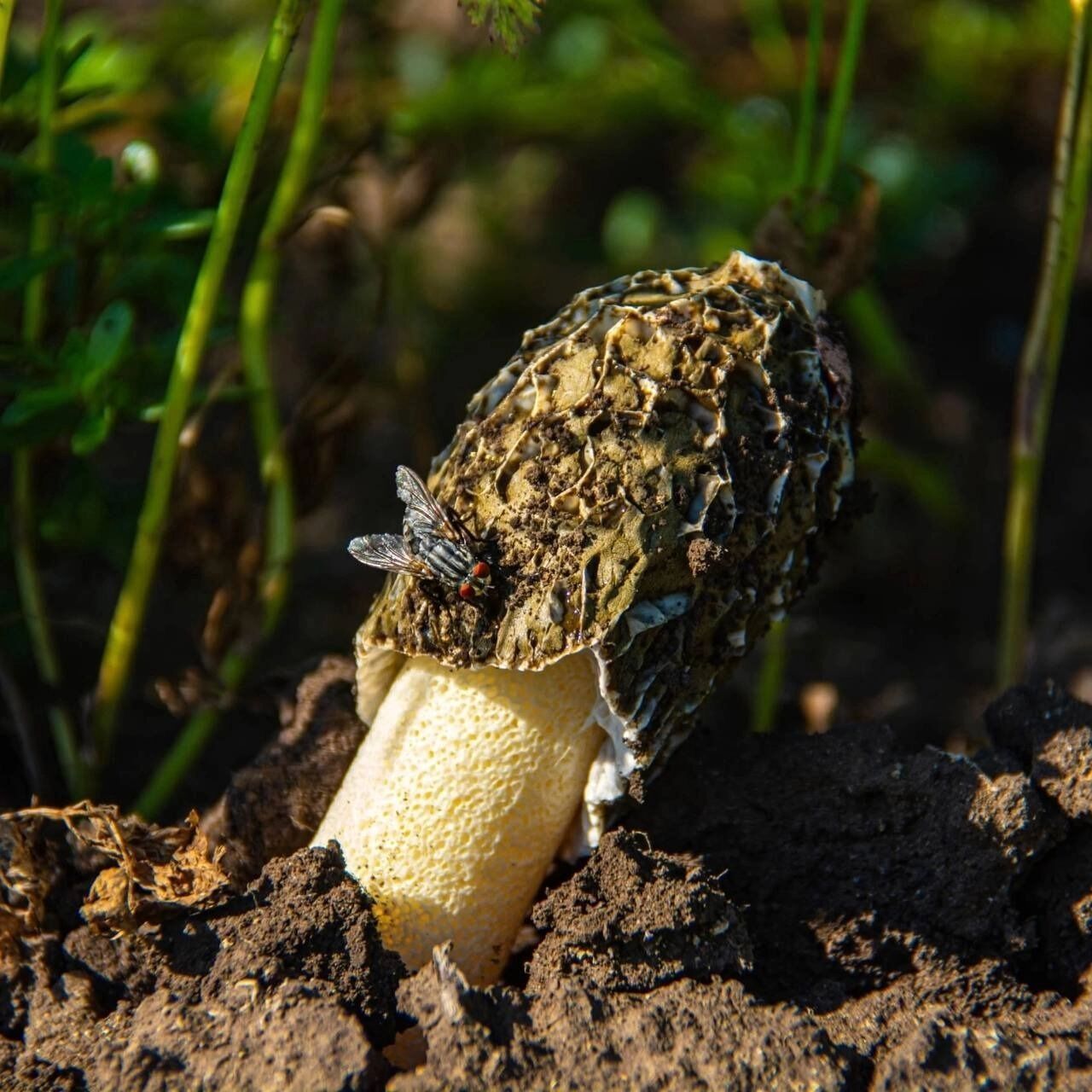 Весёлка Хадриана