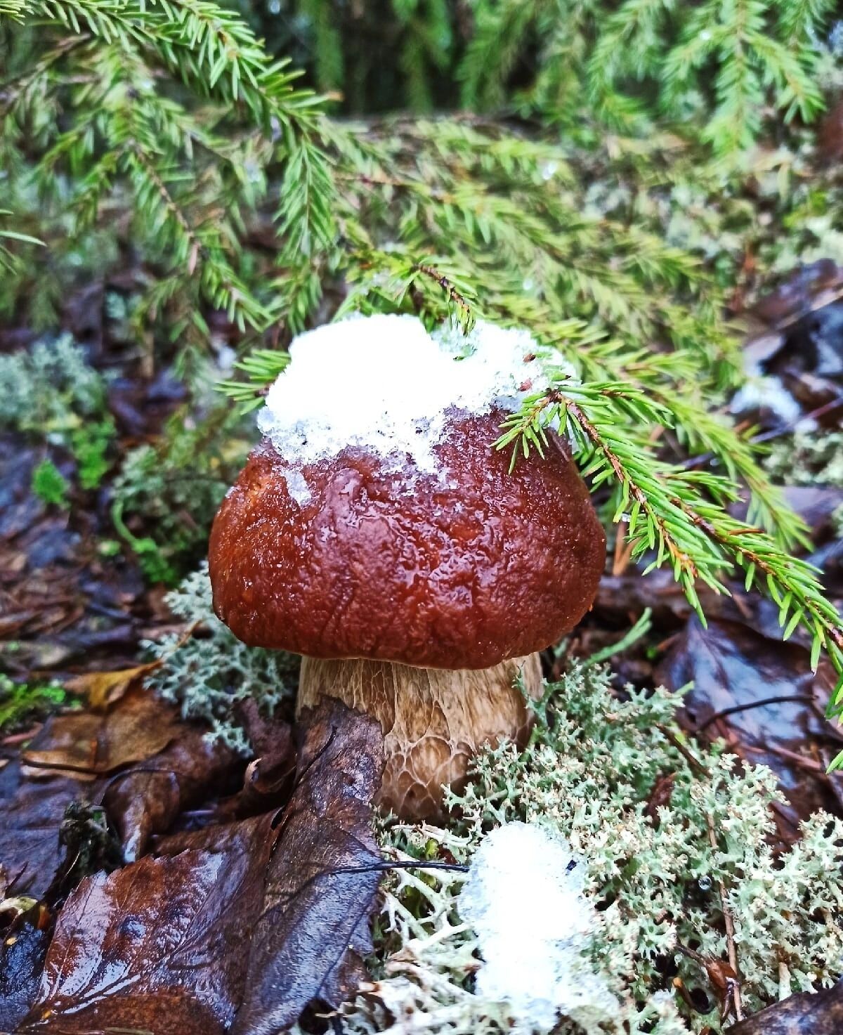 Белый гриб из Нижегородской области в ноябре
