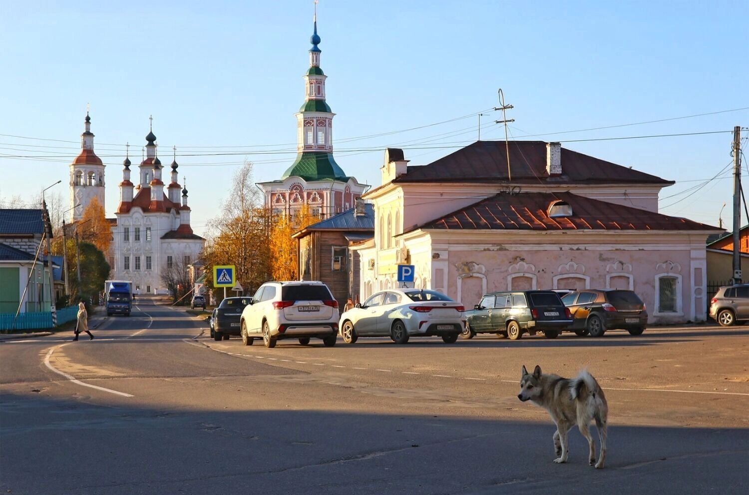 Бродячие собаки на улицах Тотьмы.