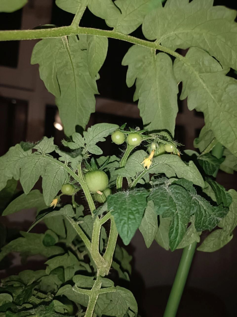 Как росли томаты на балконе