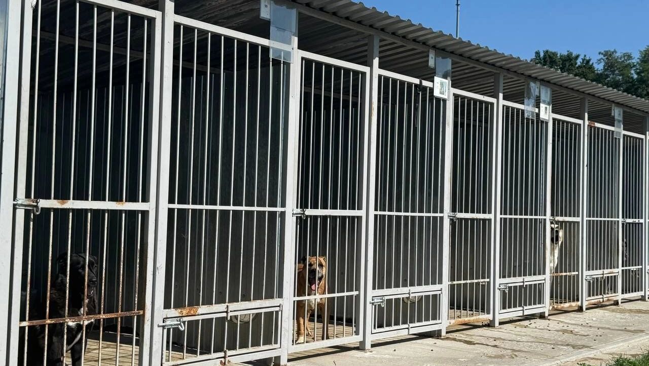 Так выглядят уличные вольеры в приюте