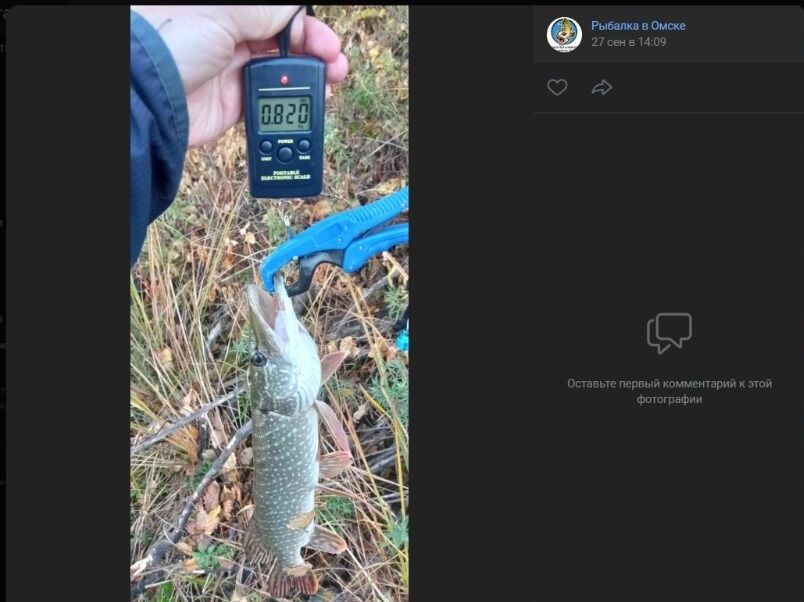 Скриншоты улова, добытого на&nbsp;омских затонах РЭБ, «Мясухе» и&nbsp;«Восьмерке»