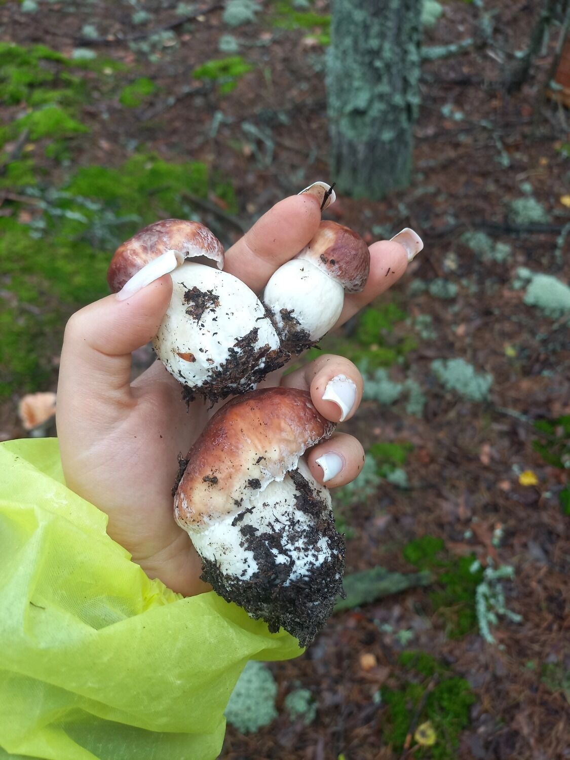 Белые грибы в Борском районе