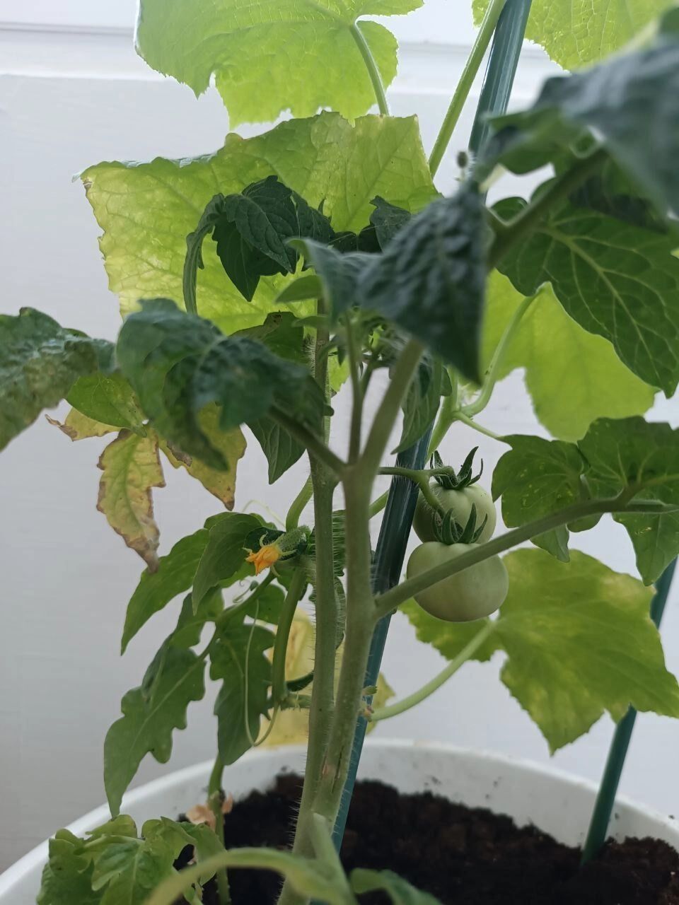 Моя рассада в мае 2025 года