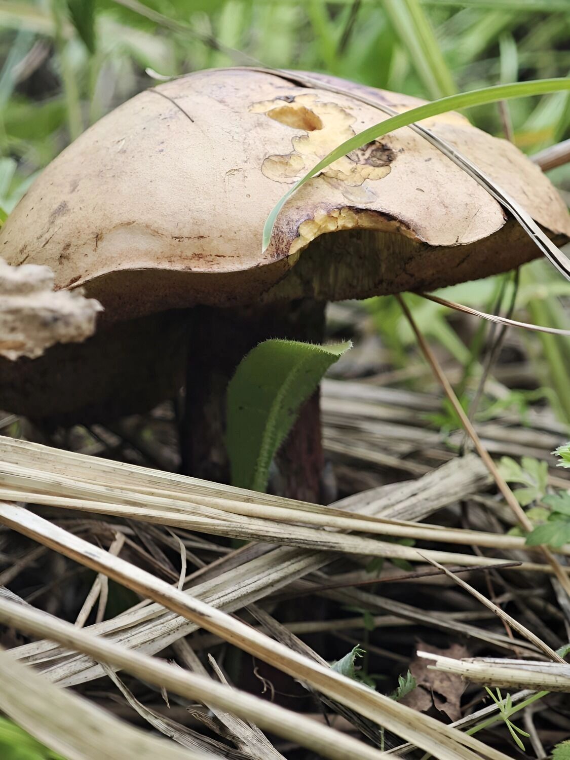 подберезовик