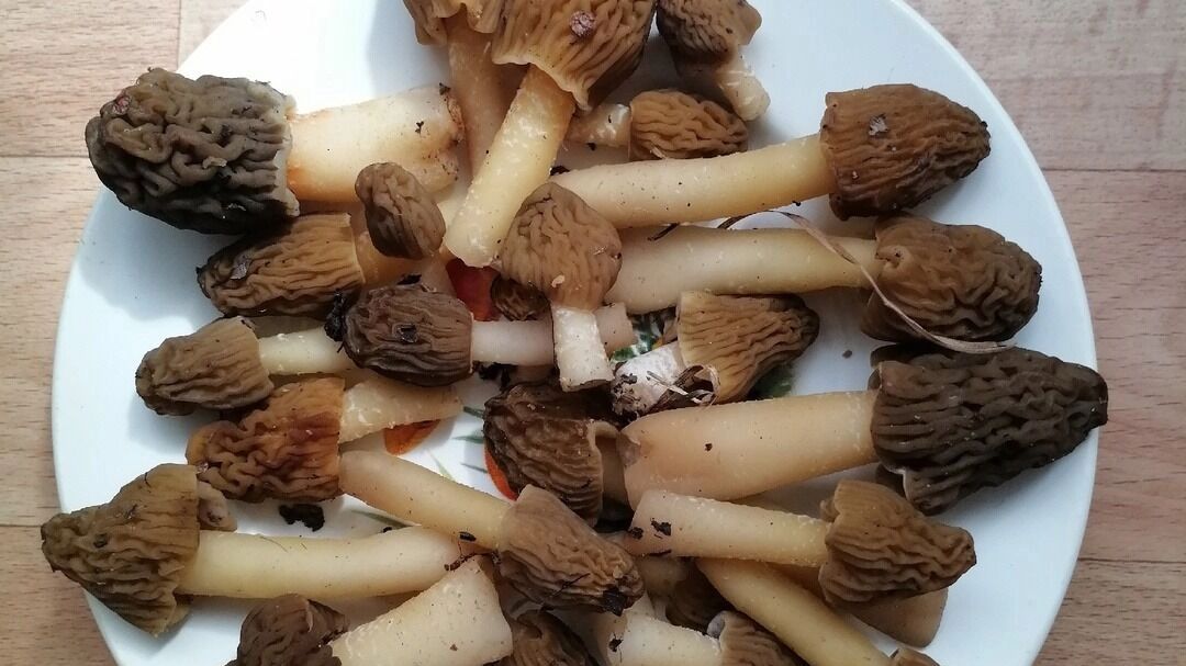 По словам автора фото, грибы собраны в районе села Раздольное