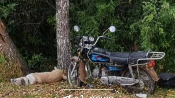 нападение медведя