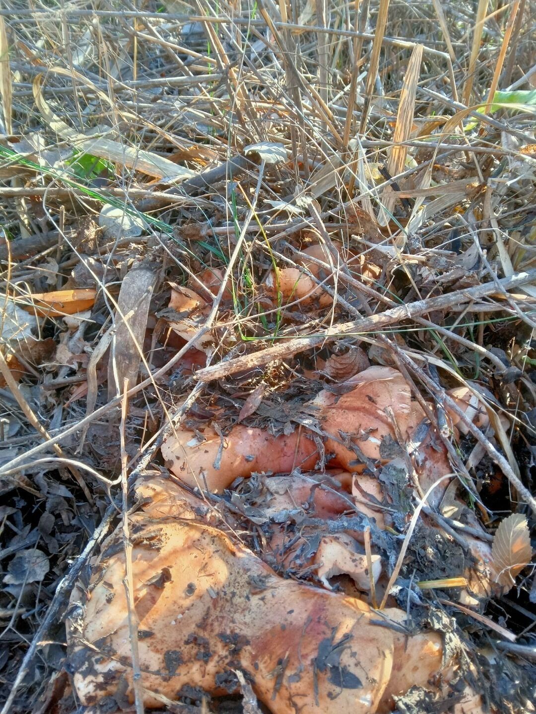 Грибы в Оренбуржье