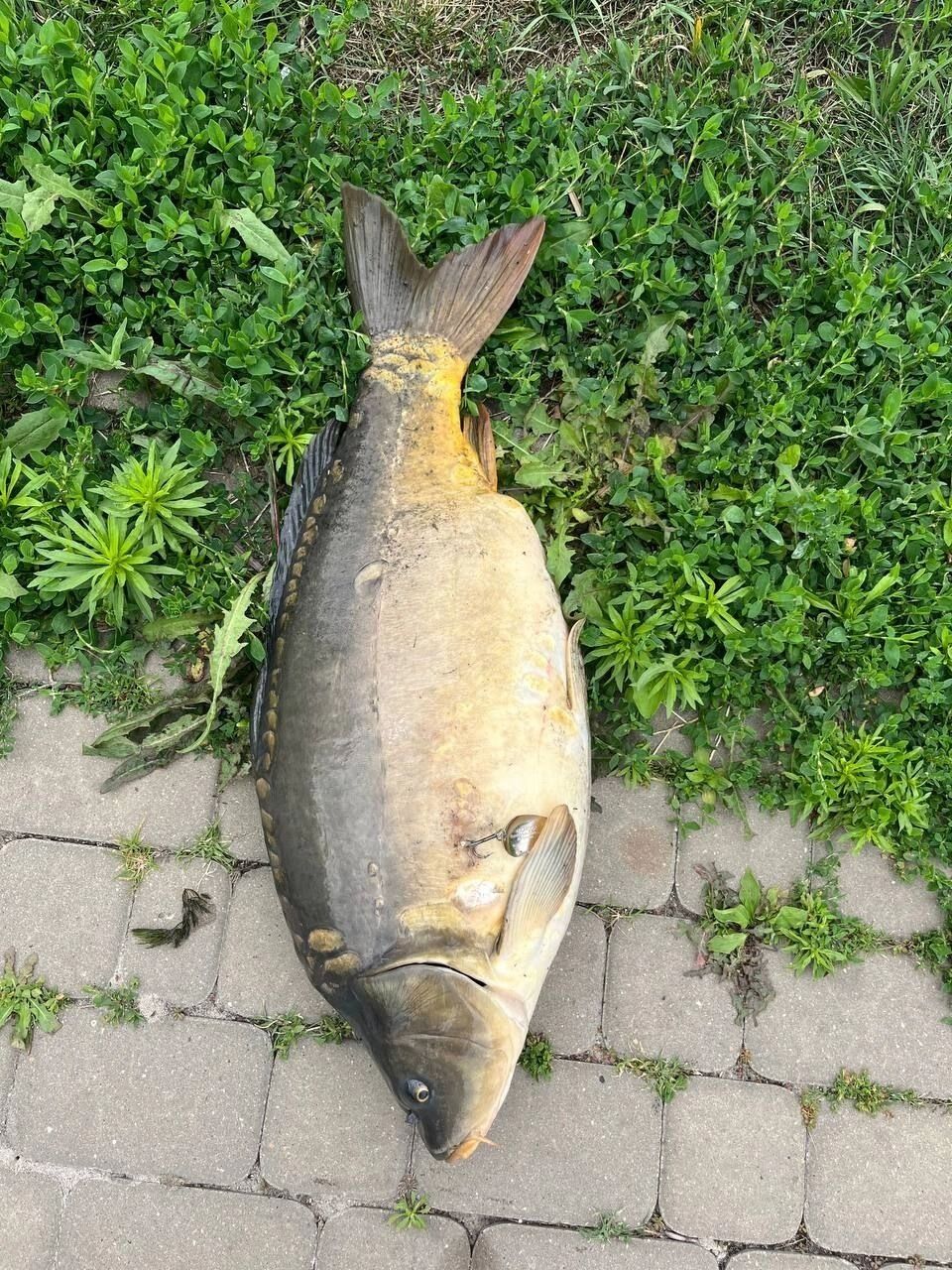 Пойманный белгородцами карп