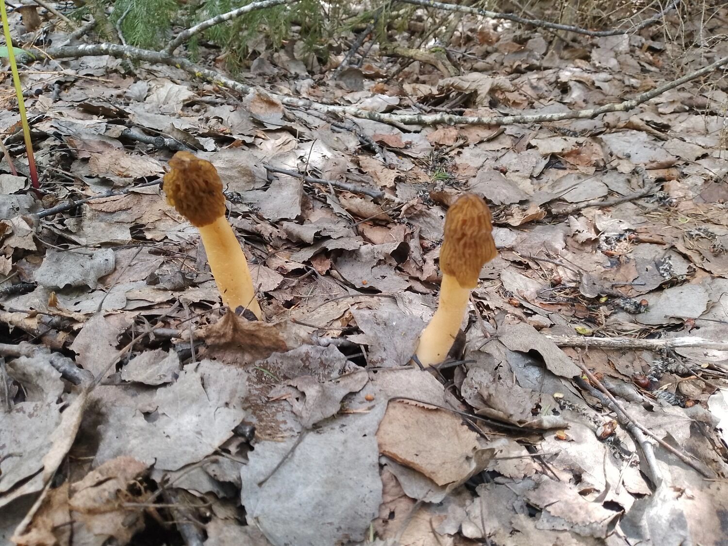 Двое из ларца, одинаковых с лица