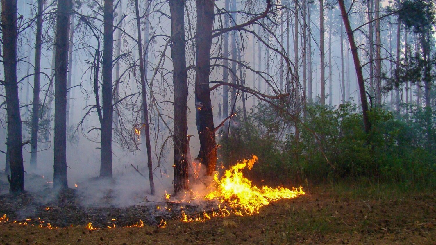 Лесной пожар у деревни Пиголи в 2010 году