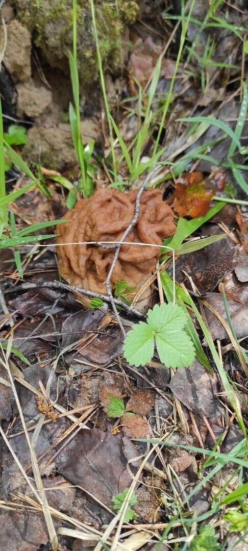 Грибы Городецкого округа