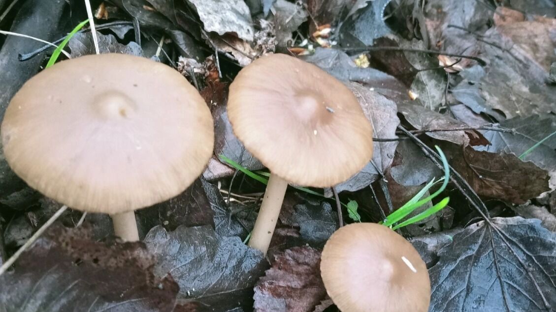 Саркосцифы в Нижегородской области