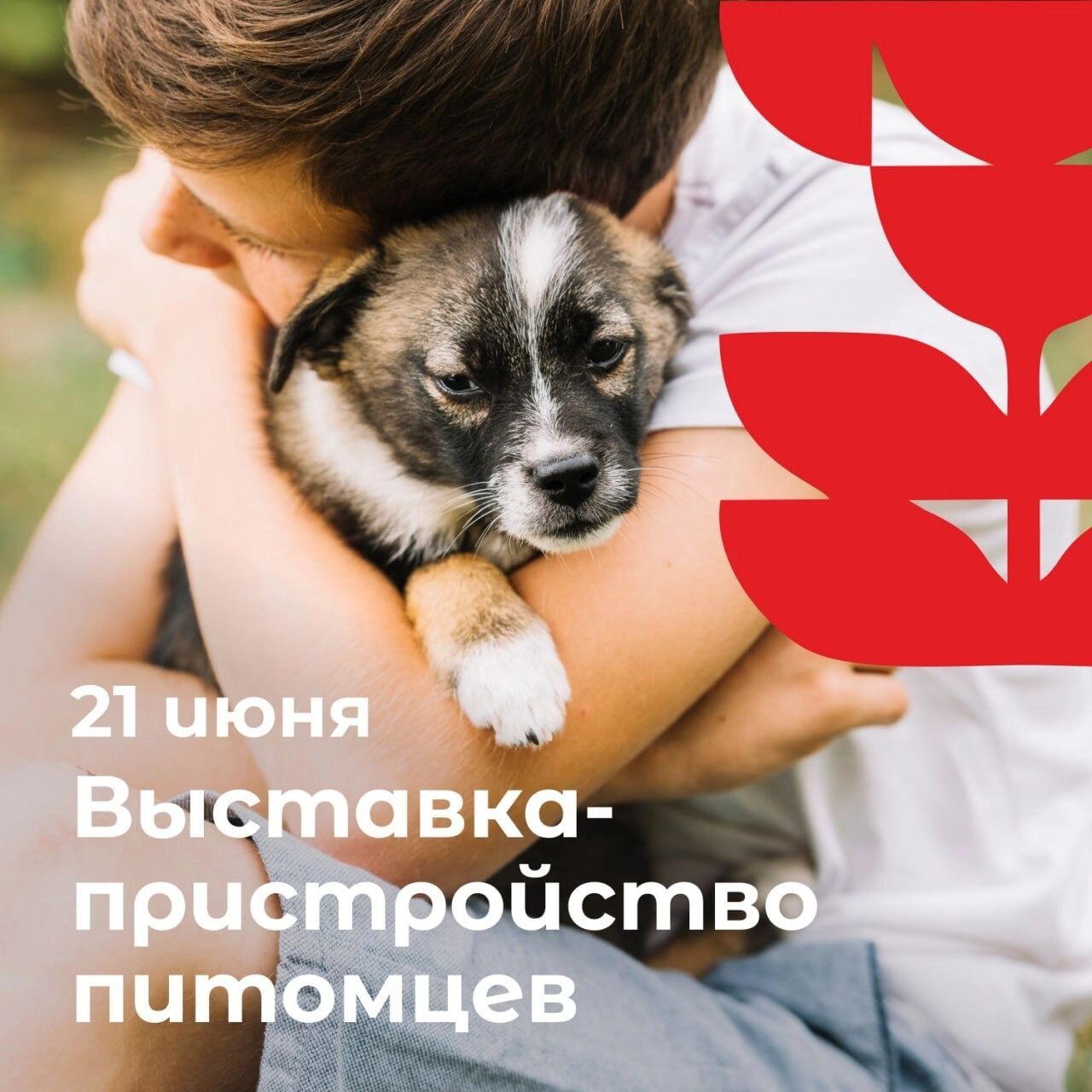 Выставка-присстройство питомцев пройдёт в&nbsp;Белгороде