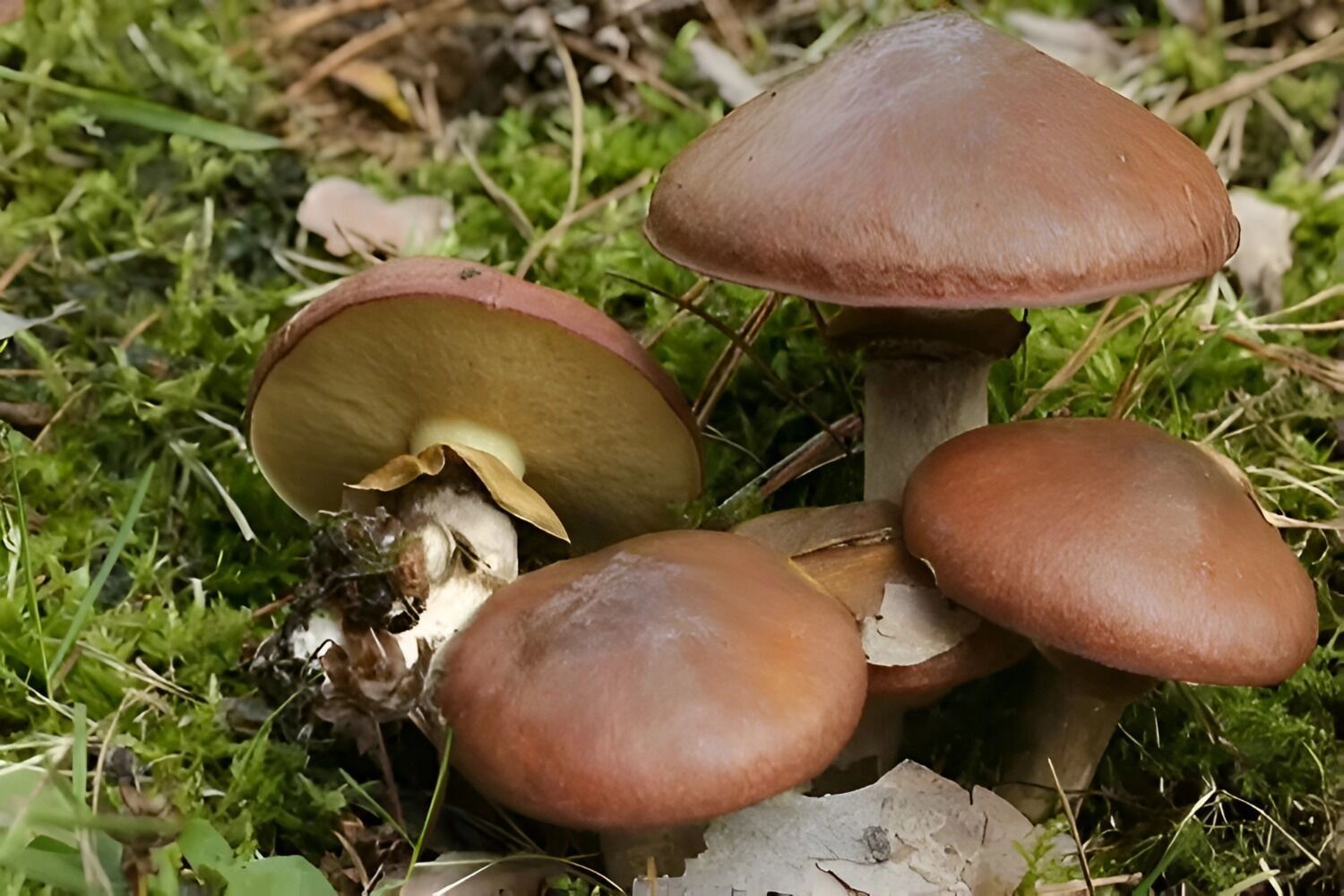 маслята поздние