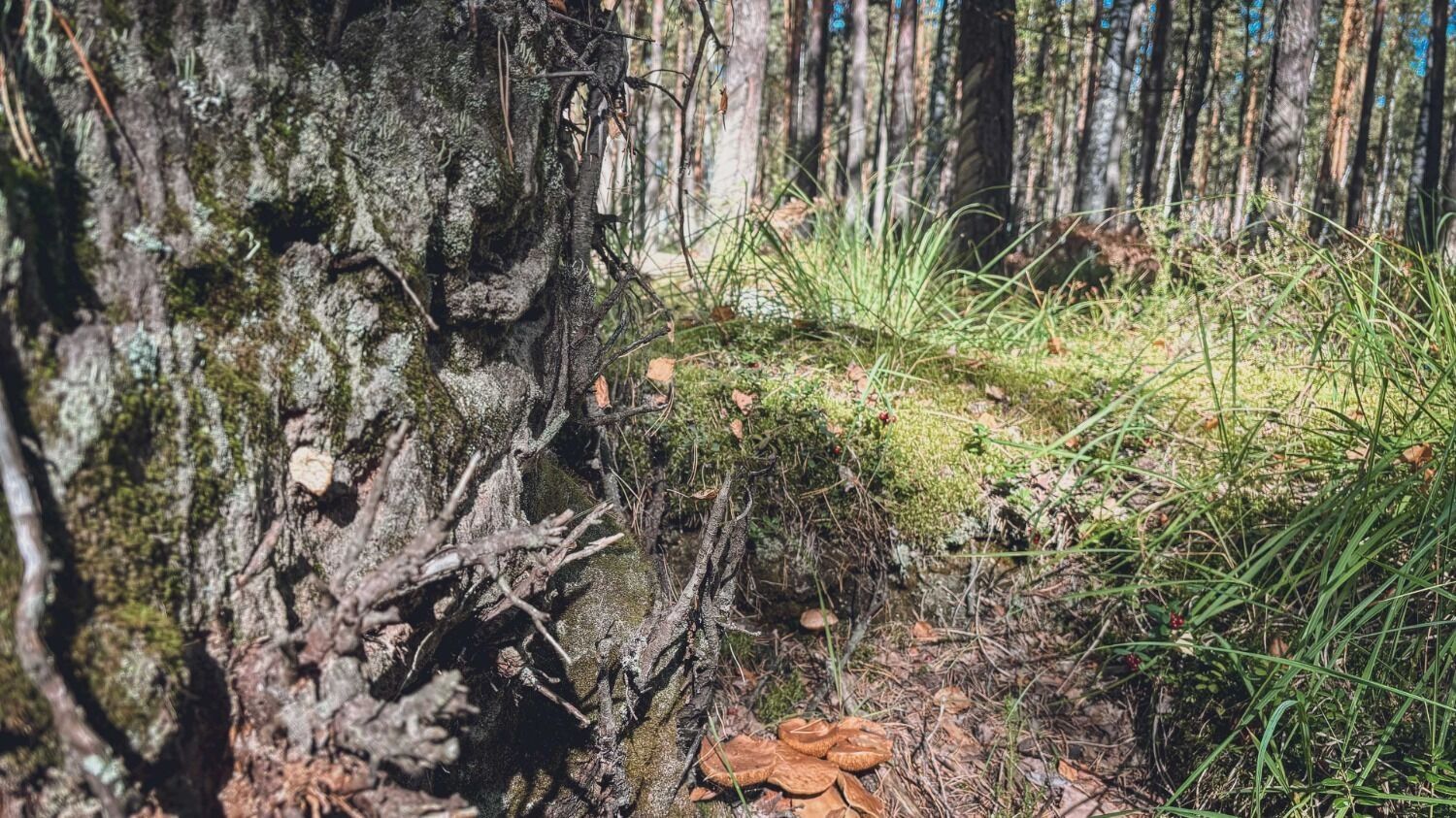 Опята часто растут на пнях и упавших деревьях