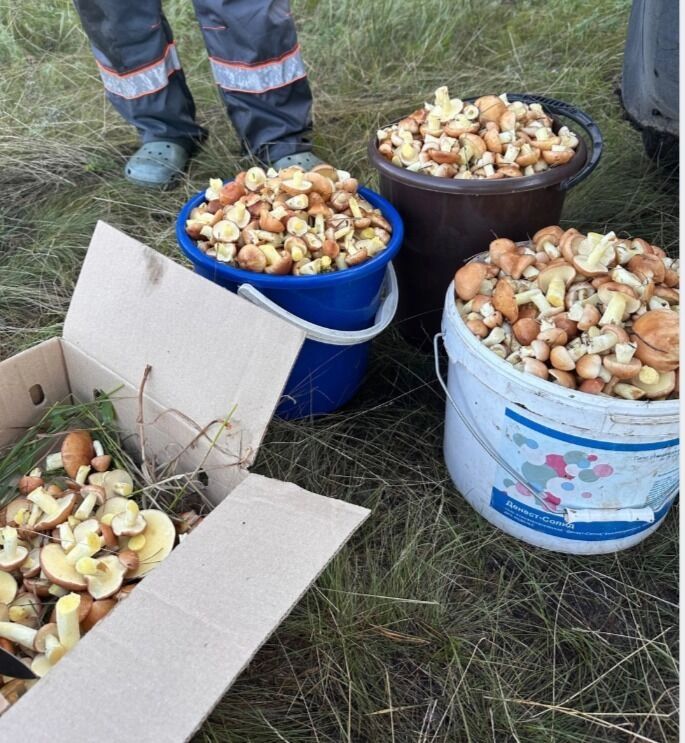 Это одни из самых популярных съедобных грибов